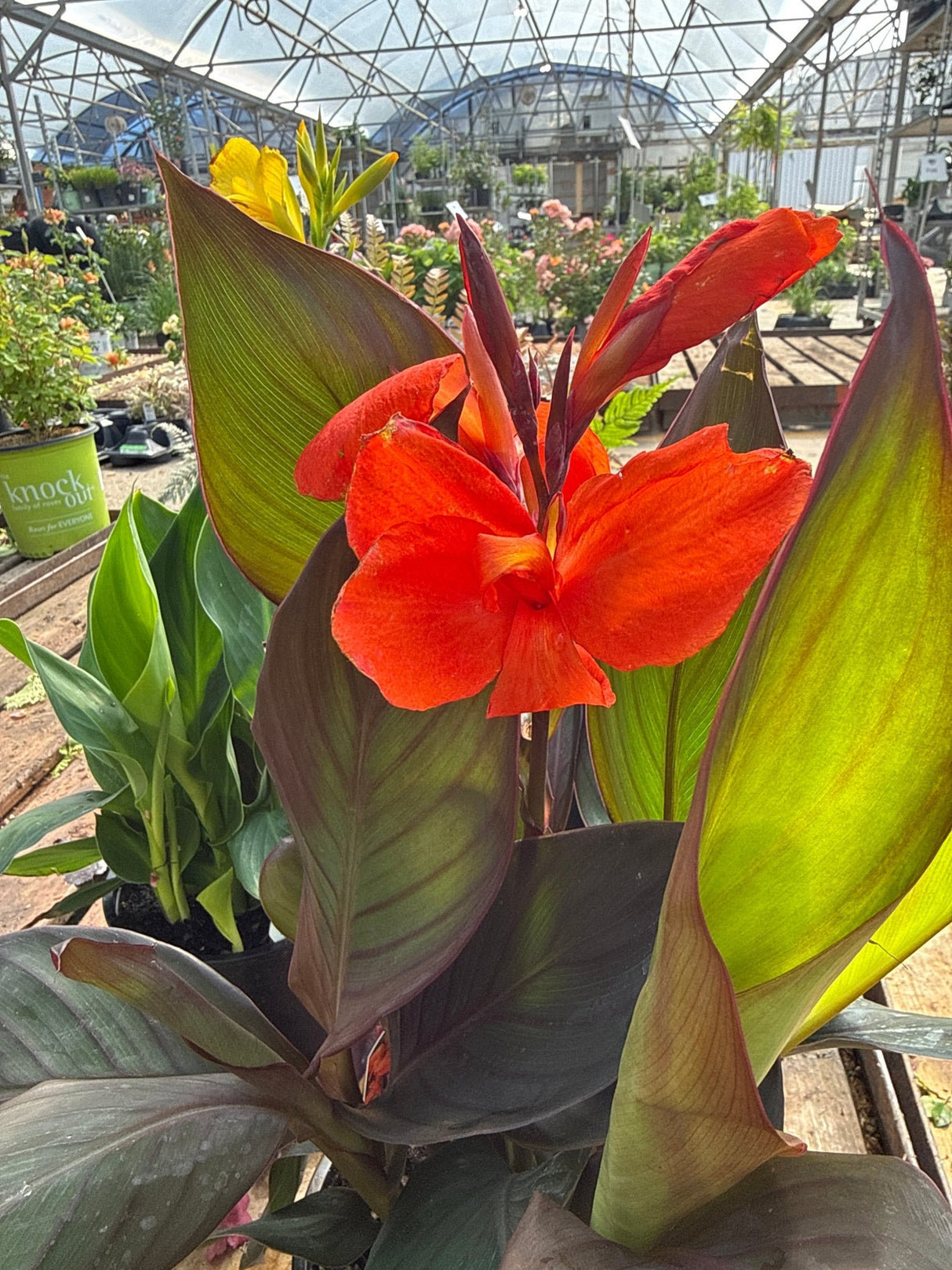 Cannova® Bronze Orange Canna Lily