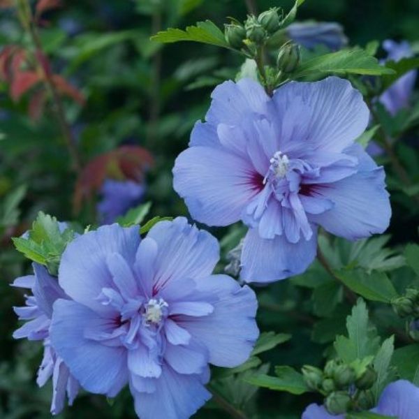 Blue Chiffon® Rose of Sharon Tree Form