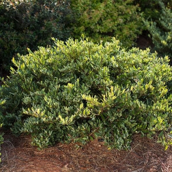 First Editions® Swing Low® Distylium