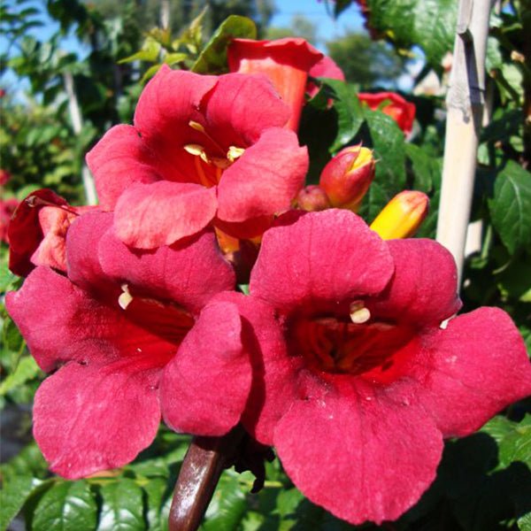 First Editions® Atomic Red™ Trumpet Vine