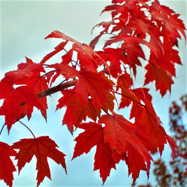 Autumn Blaze® Maple