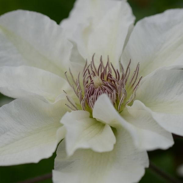 Boulevard® Kitty™ Clematis