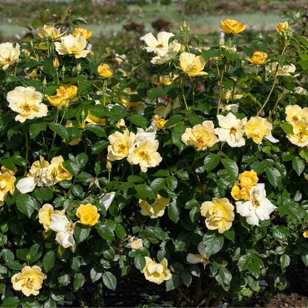 Knock Out® Easy Bee-zy™ Shrub Rose