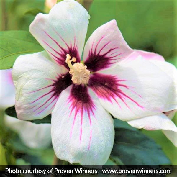 Proven Winners® ColorChoice® Lil' Kim® Rose of Sharon