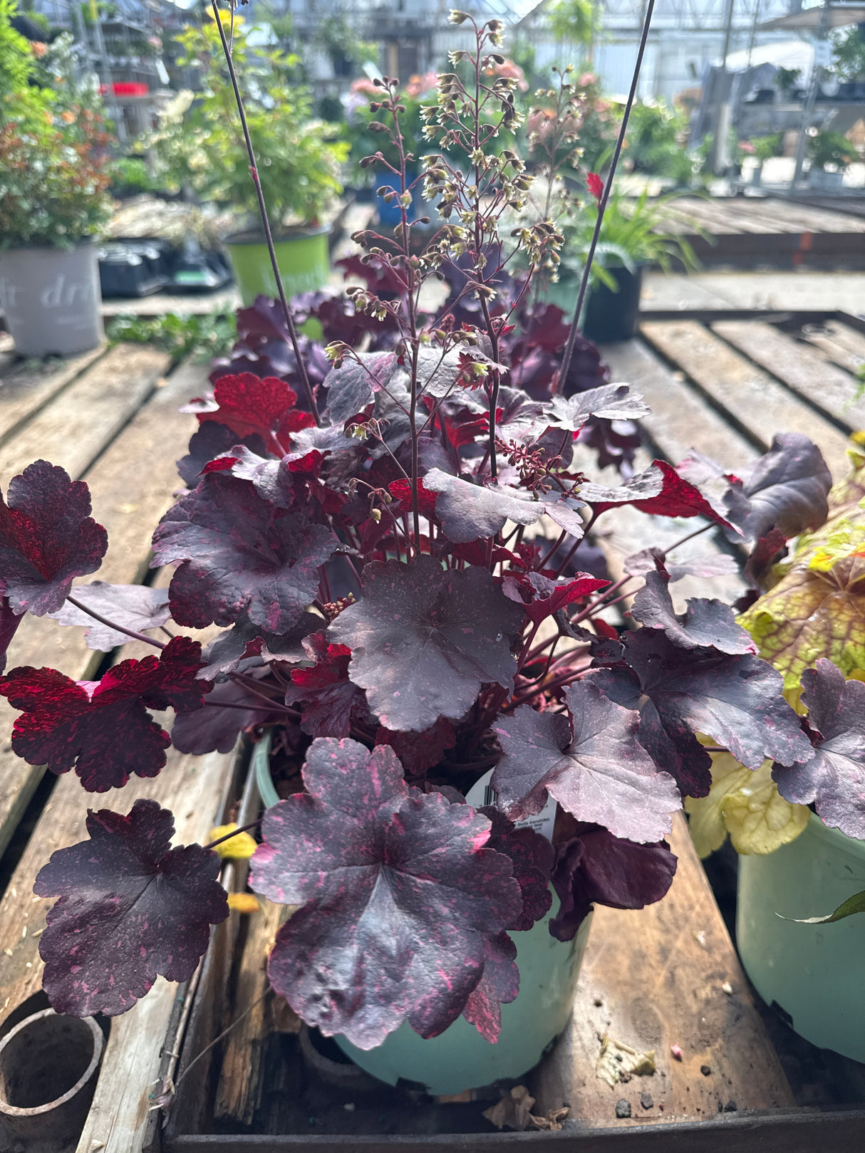 Midnight Rose Coral Bells