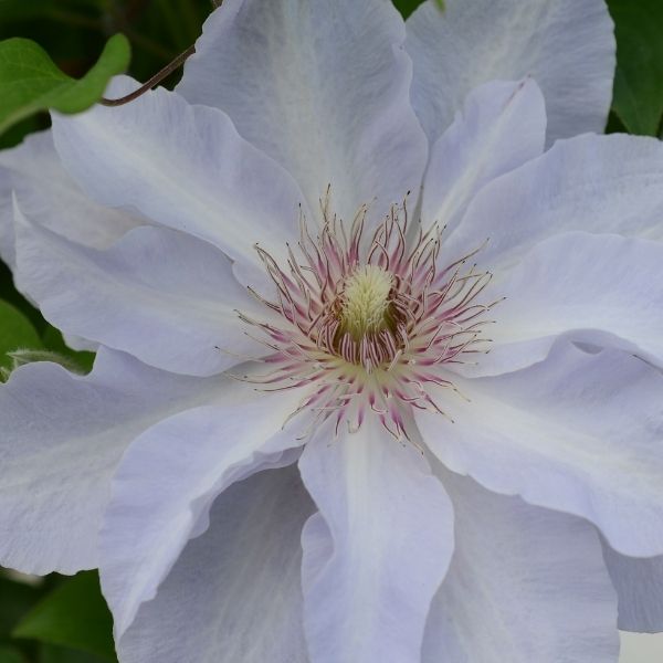 Boulevard® Tranquilité™ Clematis