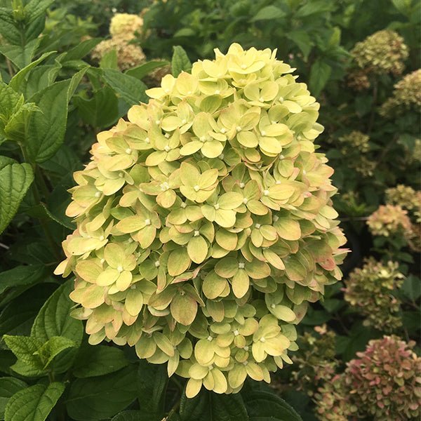 Little Lime® Hydrangea Tree Form