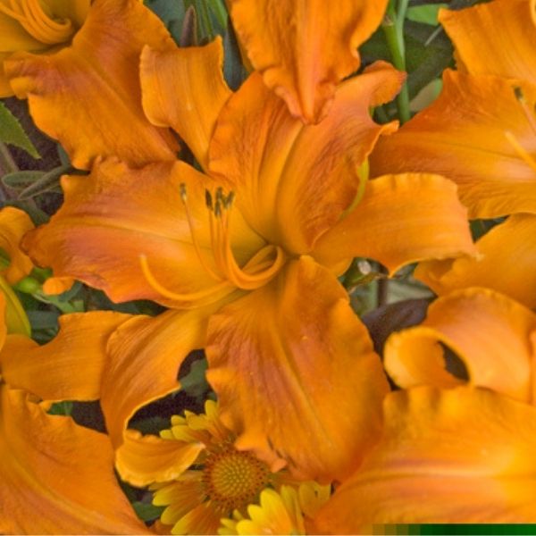 Rainbow Rhythm® Primal Scream Daylily