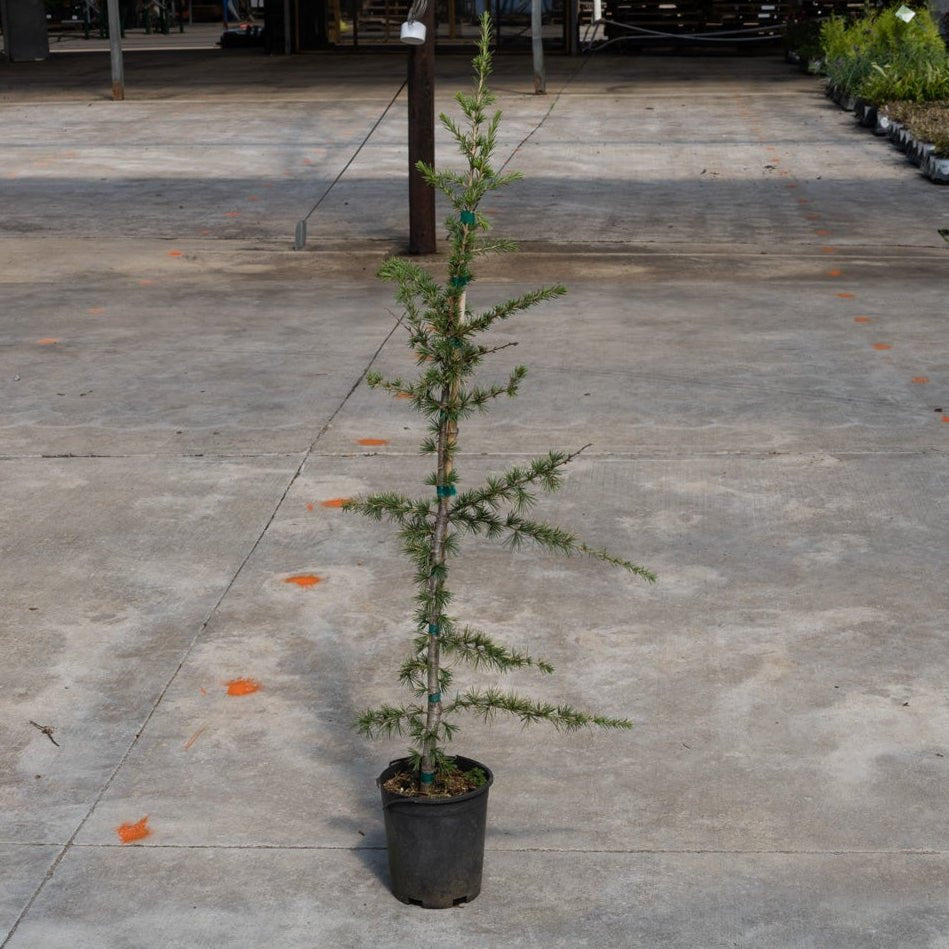 Young Sahara Ice Atlas Cedar in a #1 container, showing its sparse conical habit and fine blue-green needles.