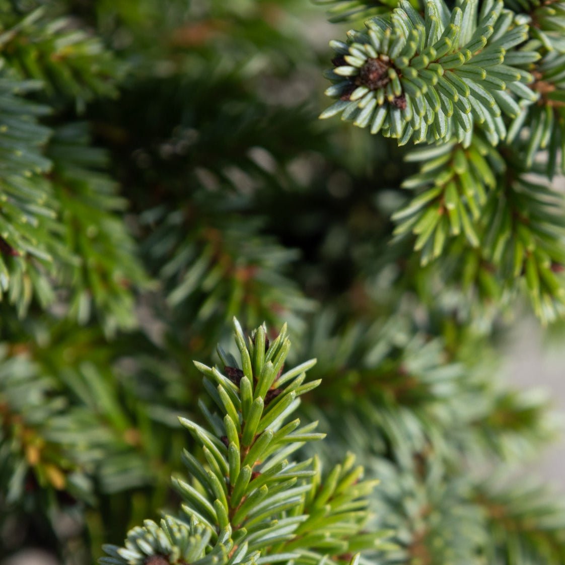 Close-up of Pimoko Dwarf Serbian Spruce showing dense, short blue-green needles on layered branches.