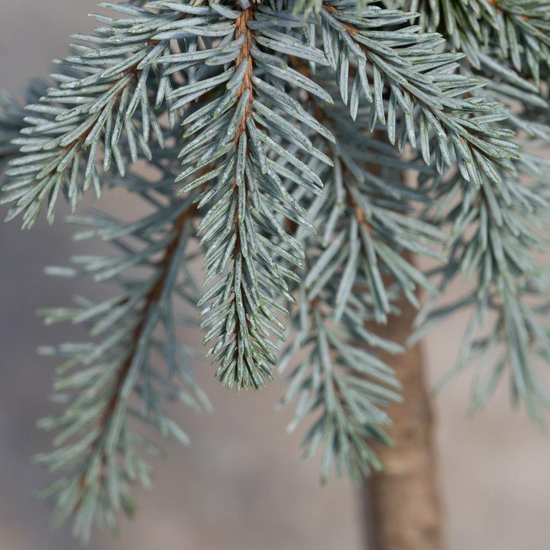 Close-up of Blue Weeping Colorado Spruce showing silvery-blue needle clusters on drooping branches.