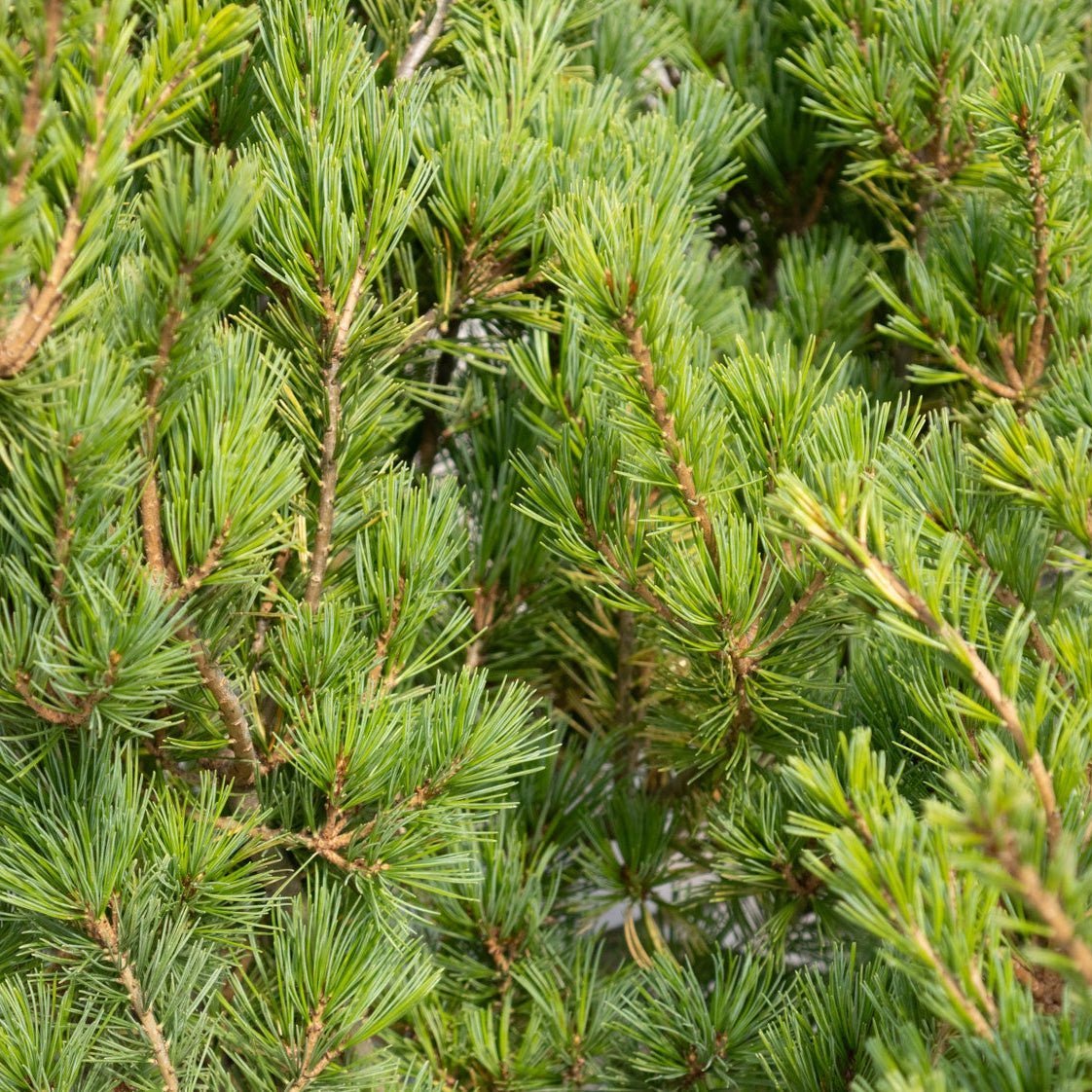 Ko-Ku-Ho Japanese White Pine showing dense blue-green needle clusters on tan-brown branches in close detail.