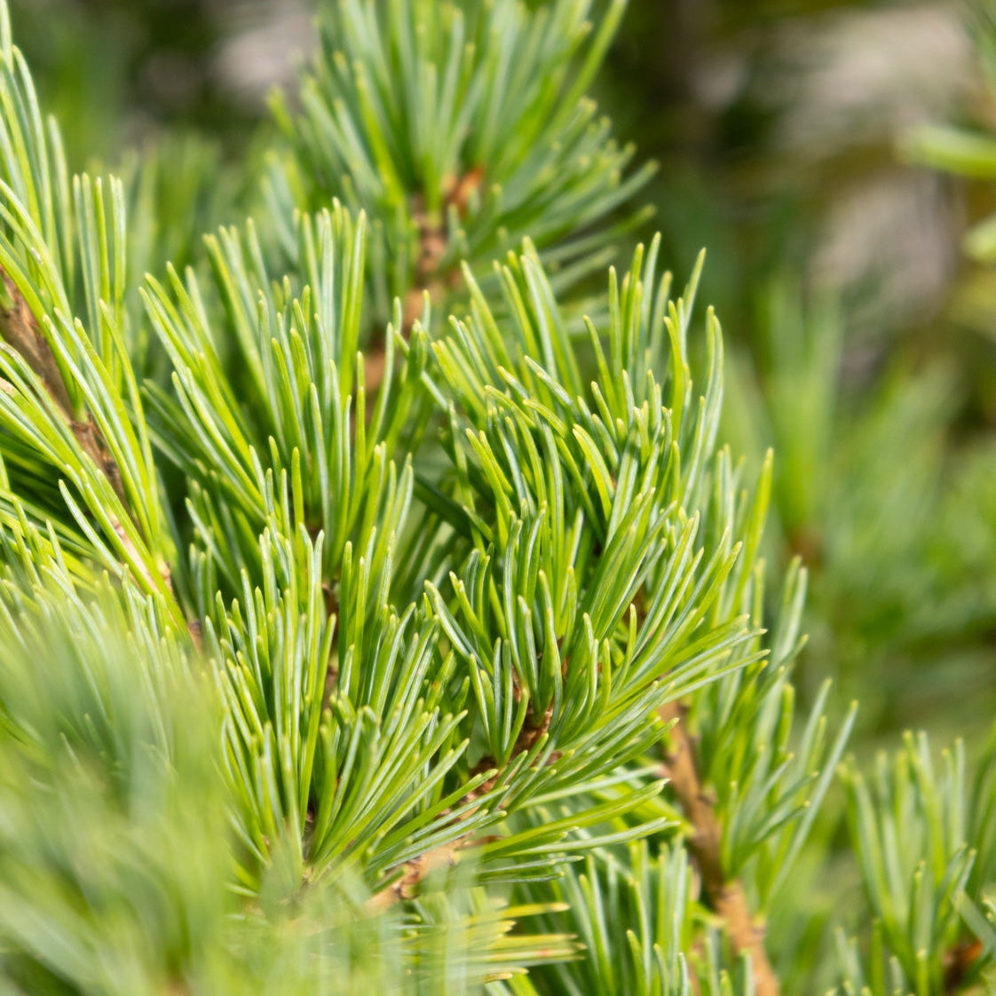 Close-up of Ko-Ku-Ho Japanese White Pine showing dense clusters of short blue-green needles on reddish-brown branches.
