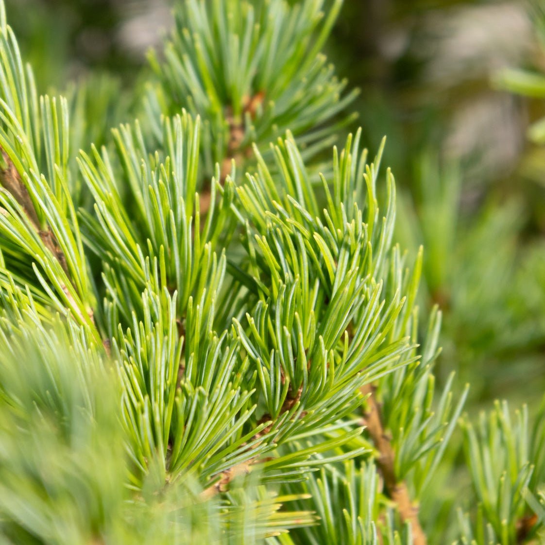 Close-up of Ko-Ku-Ho Japanese White Pine showing dense clusters of short blue-green needles on reddish-brown branches.