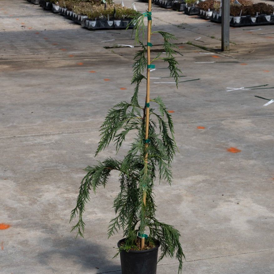 Weeping Blue Alaskan Cedar in a black nursery container, staked with bamboo, showing drooping blue-green foliage.