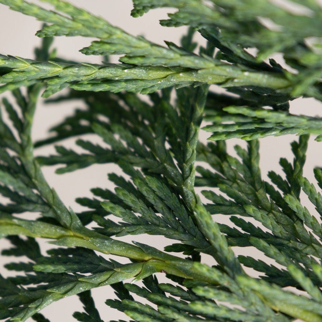Close-up of Weeping Blue Alaskan Cedar foliage showing overlapping scale-like leaves on flat, fern-like sprays.