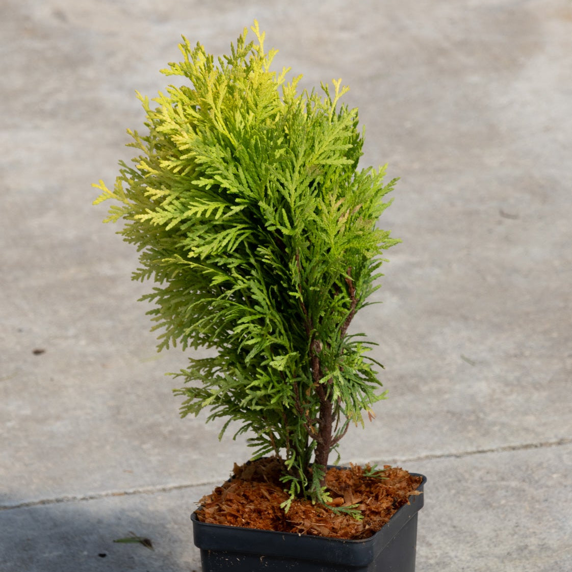 Amber Glow Dwarf Arborvitae in a quart container showing golden-yellow and green feathery foliage on a concrete surface.