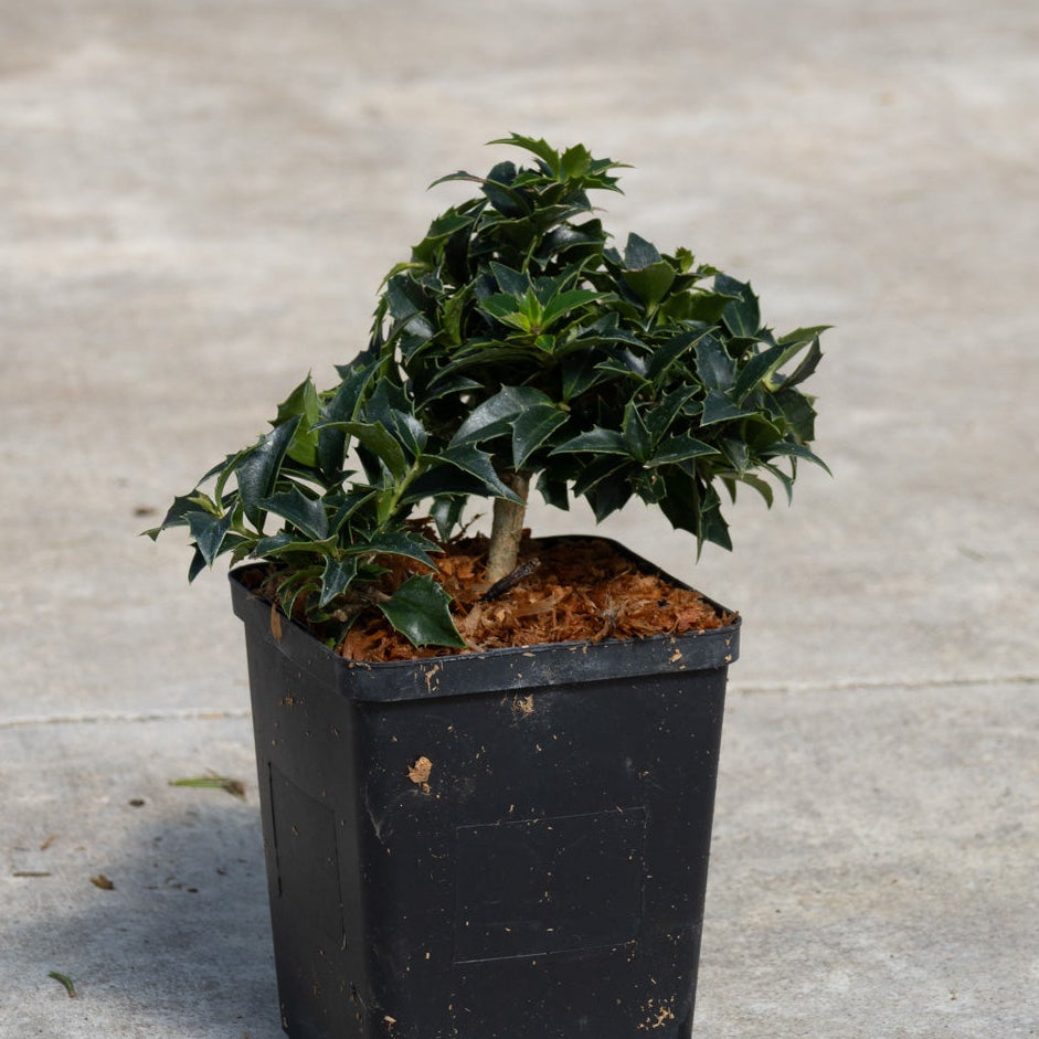 Rock Garden Dwarf Holly shrub in a black nursery container, showing dense spiny dark green foliage on a compact form.