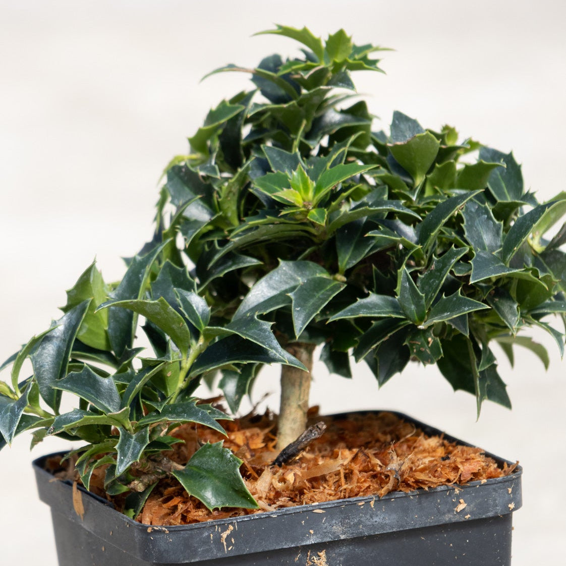 Rock Garden Dwarf Holly bonsai-style shrub with dark spiny leaves growing in a black nursery container with sphagnum moss.
