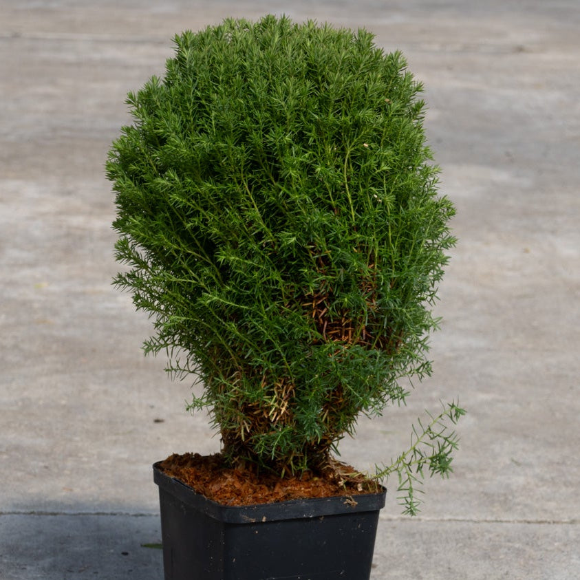 Teddy Dwarf Arborvitae growing in a black nursery pot, showing its dense rounded globe of fine green foliage.