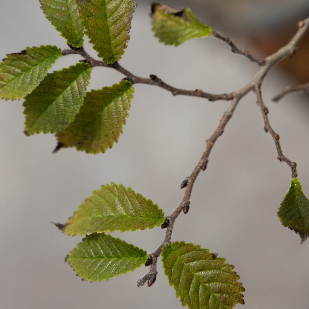 Jacqueline Hillier Dwarf Elm branch displaying small, serrated green leaves emerging along slender twigs in spring.