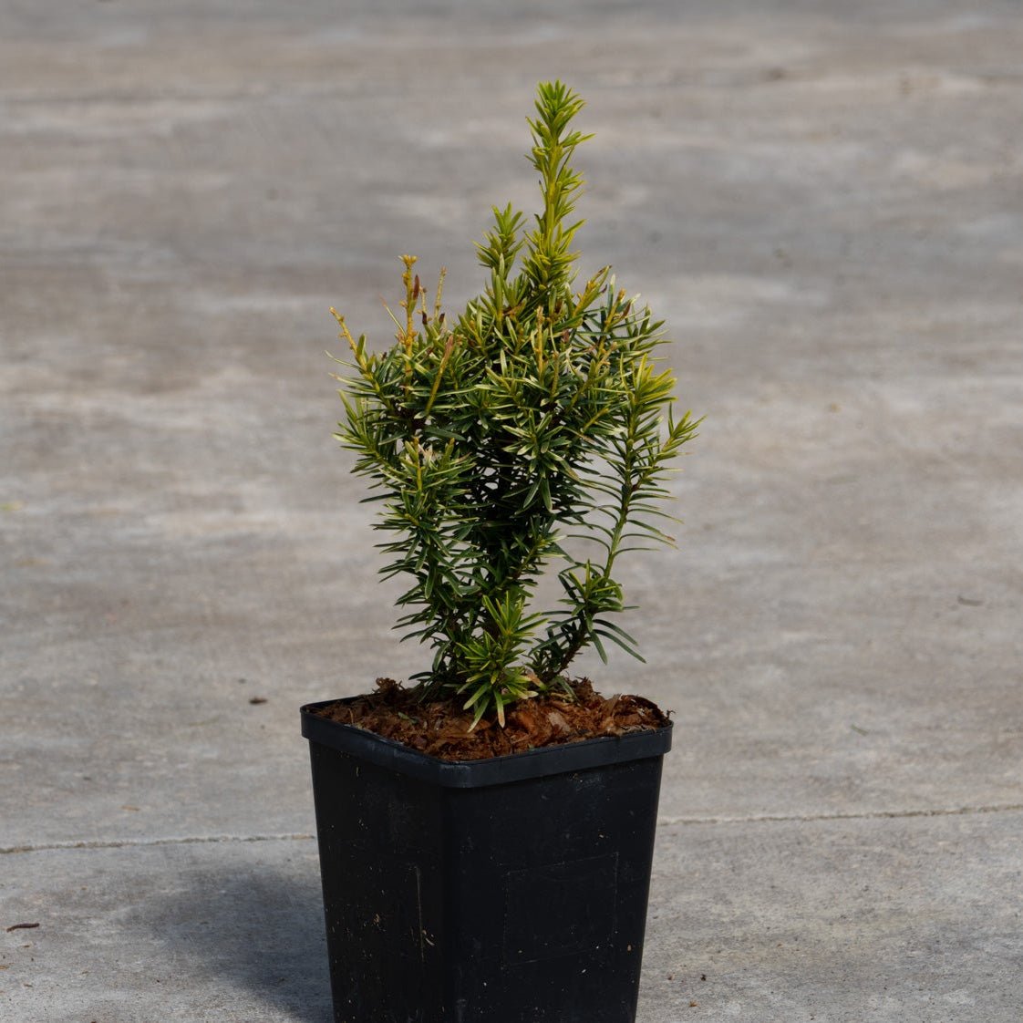 Dwarf Bright Gold Japanese Yew shrub in a black nursery container showing upright branching habit with golden-green needle foliage.
