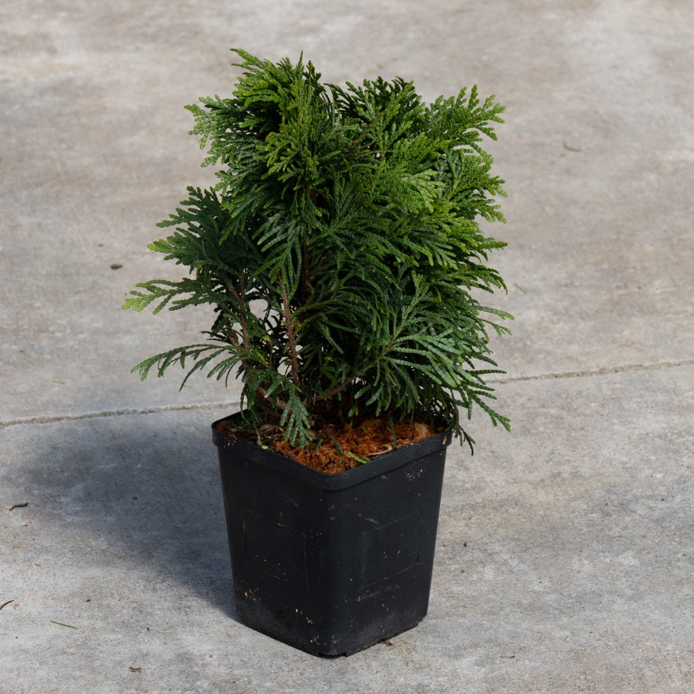 Grüne Kugel Dwarf Western Red Cedar in a black nursery container showing dense, feathery dark green foliage.