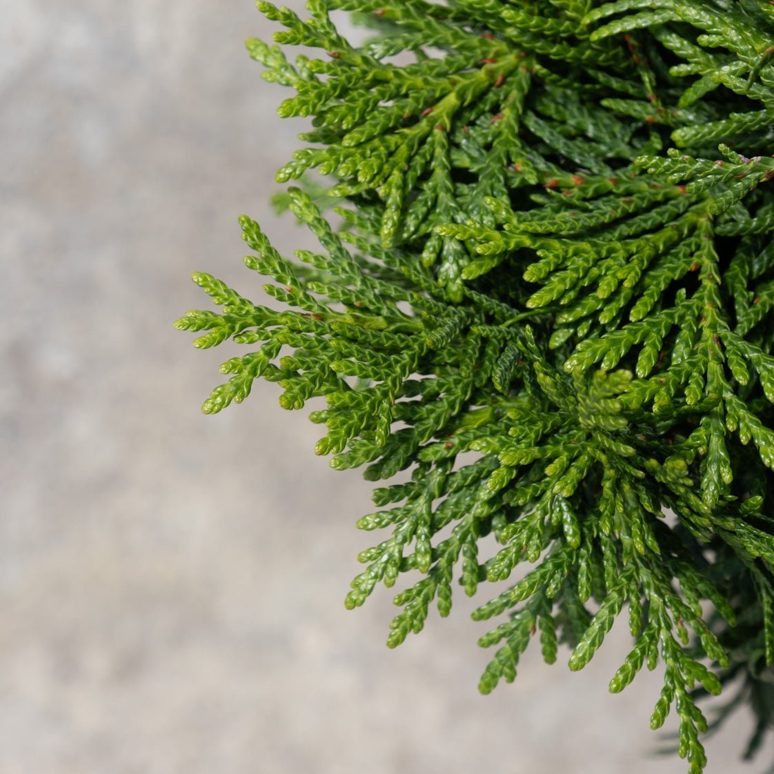 Close-up of Thuja plicata Grüne Kugel dwarf western red cedar showing dense, scale-like emerald green foliage.