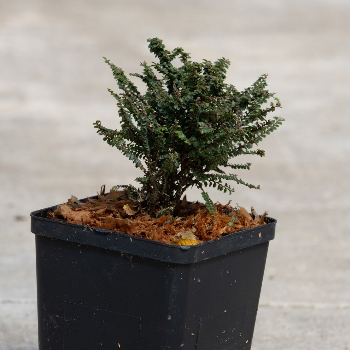 Hokkaido Dwarf Lacebark Elm in a black square nursery container showing dense branching and small dark green leaves.