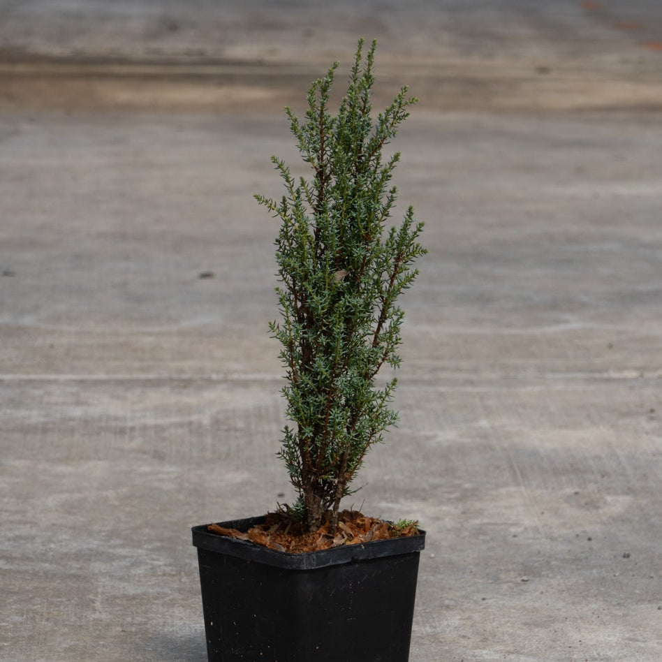 Miniature Common Juniper in a black nursery pot showing its narrow upright habit with blue-green needle foliage.