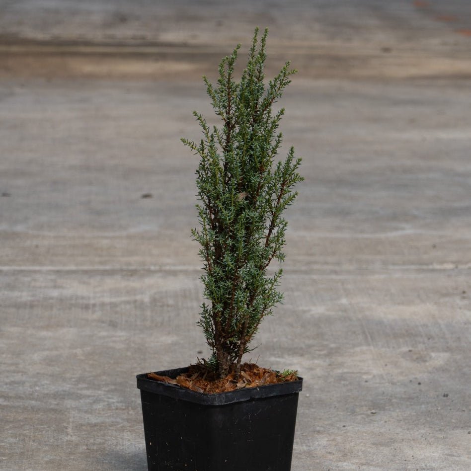 Miniature Common Juniper in a black nursery pot showing its narrow upright habit with blue-green needle foliage.
