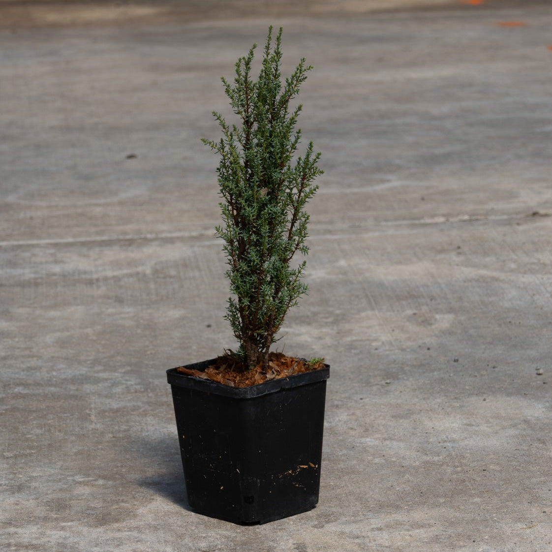 Miniature Common Juniper in a black nursery quart container, showing its narrow upright columnar habit with dense blue-green foliage.