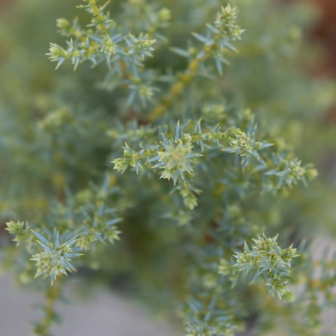 Close-up of Miniature Common Juniper showing dense blue-green spiny foliage with small clustered buds along slender branches.