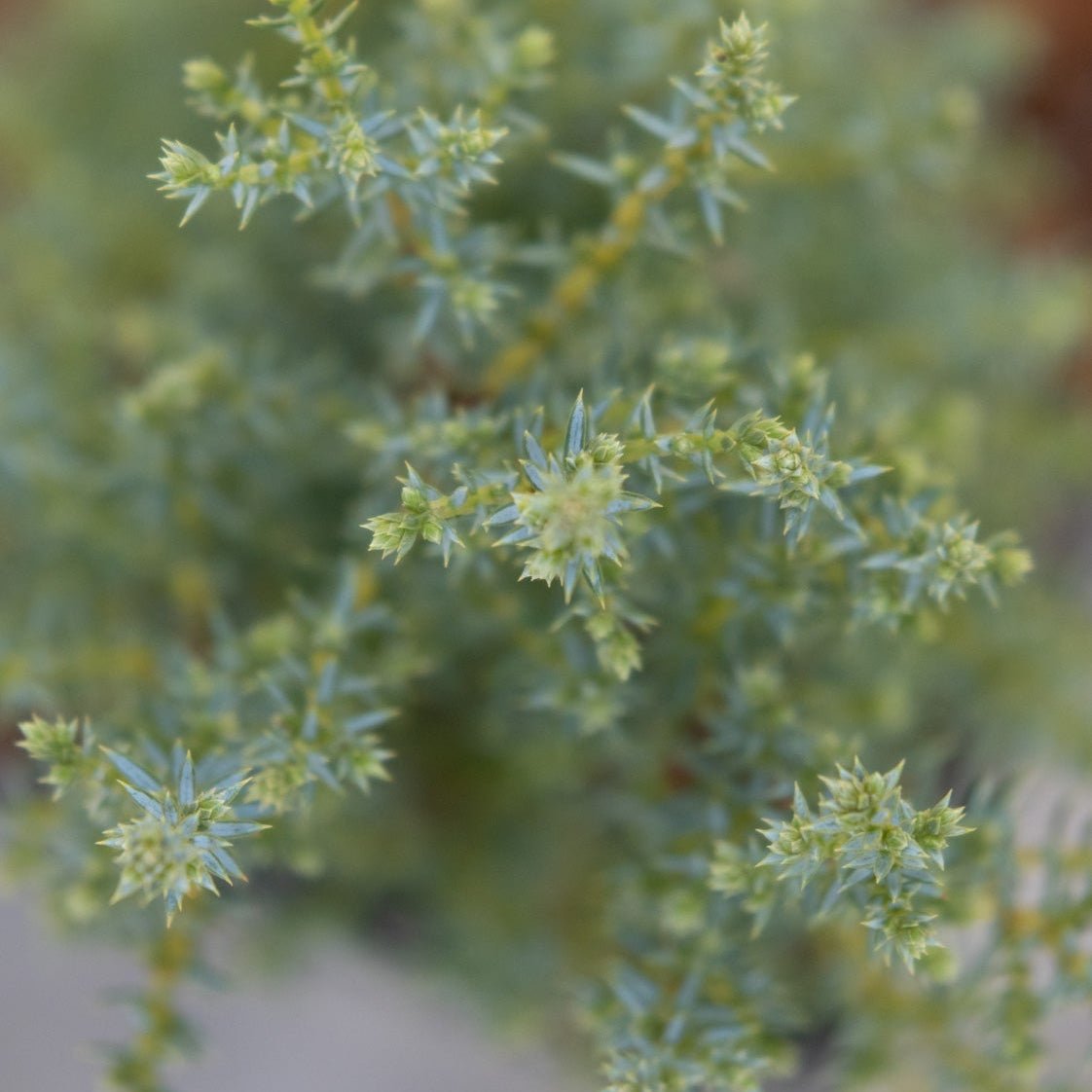 Close-up of Miniature Common Juniper showing dense blue-green spiny foliage with small clustered buds along slender branches.