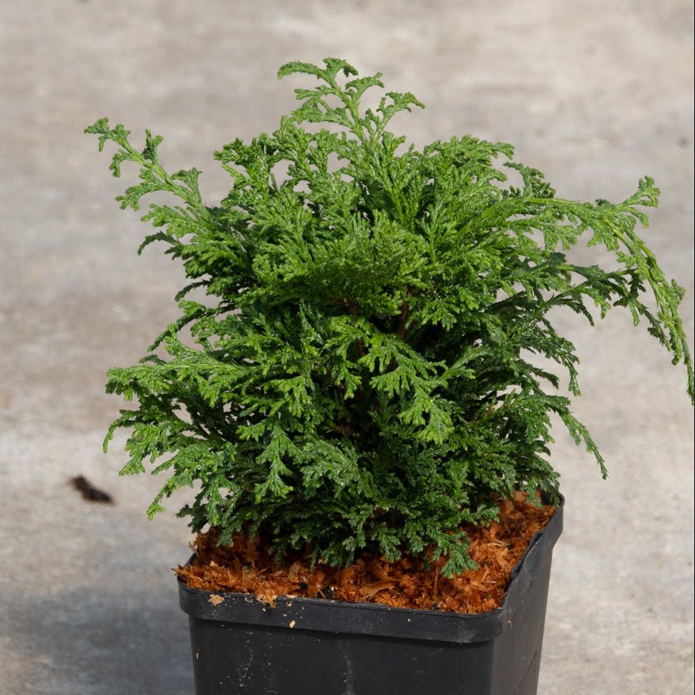 Tsukumo Dwarf False Cypress in a black nursery pot showing dense, feathery green foliage with a compact mounding habit.