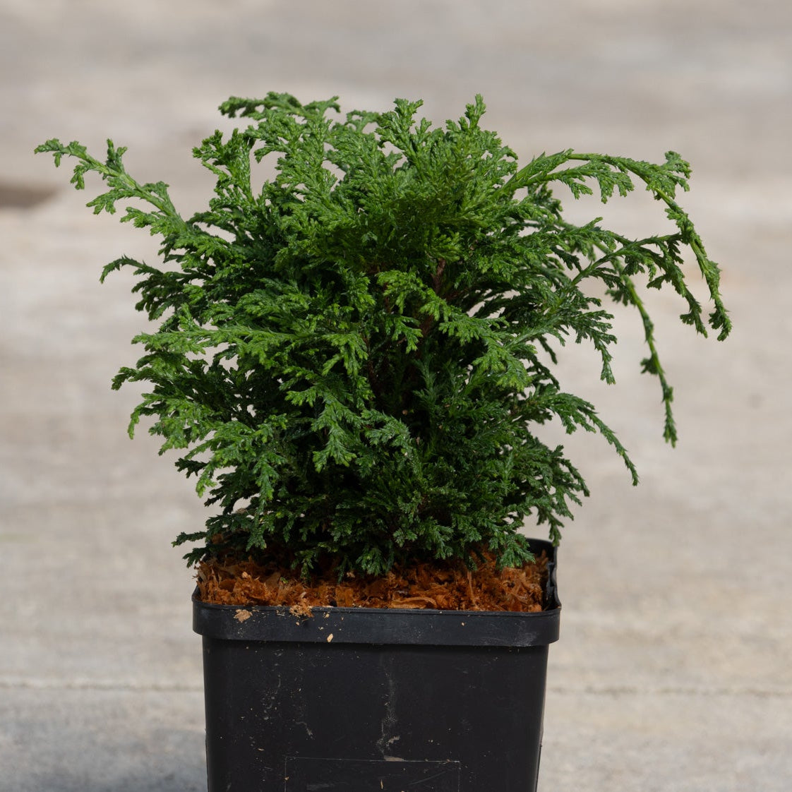 Tsukumo Dwarf False Cypress in a black nursery container showing dense, feathery green foliage on a compact mounding shrub.
