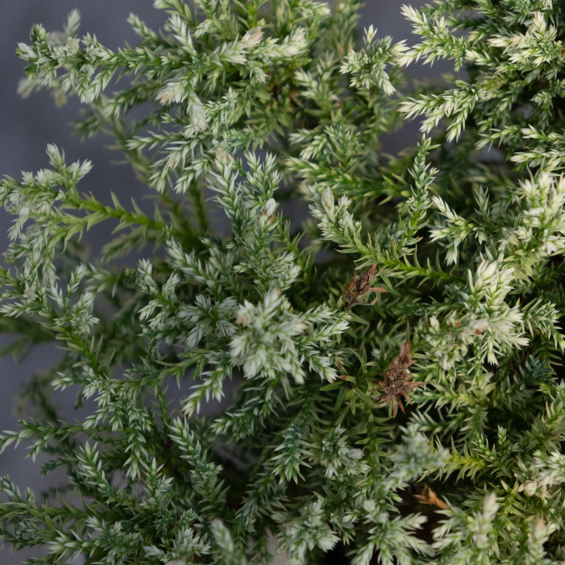 Snow Sawara False Cypress showing dense, feathery green and white-tipped foliage on layered branches.