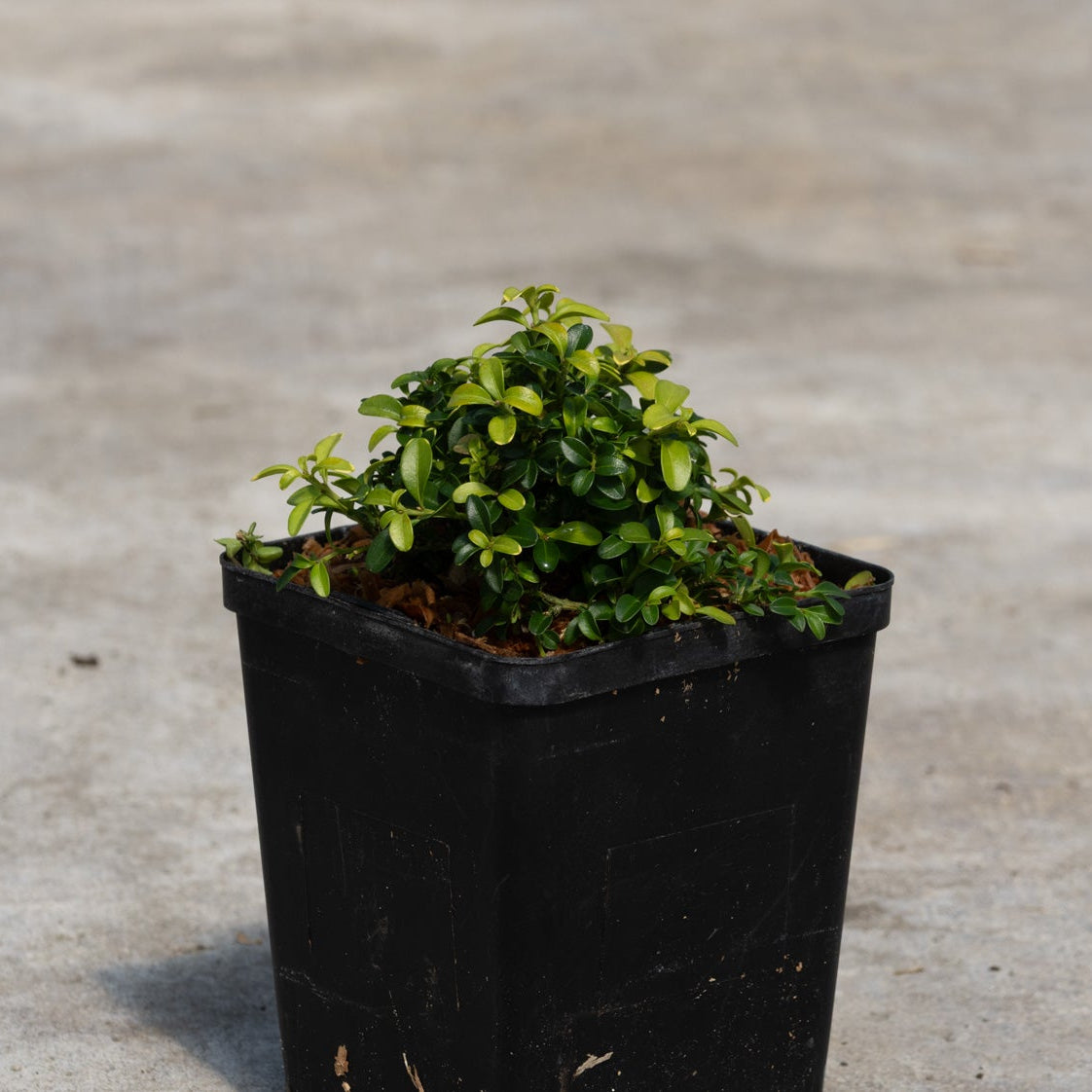 Kingsville Dwarf Boxwood growing in a black nursery container, showing dense mounded green foliage on a concrete surface.
