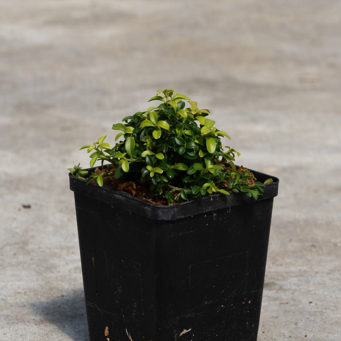 Kingsville Dwarf Boxwood growing in a black nursery container, showing dense mounded green foliage on a concrete surface.