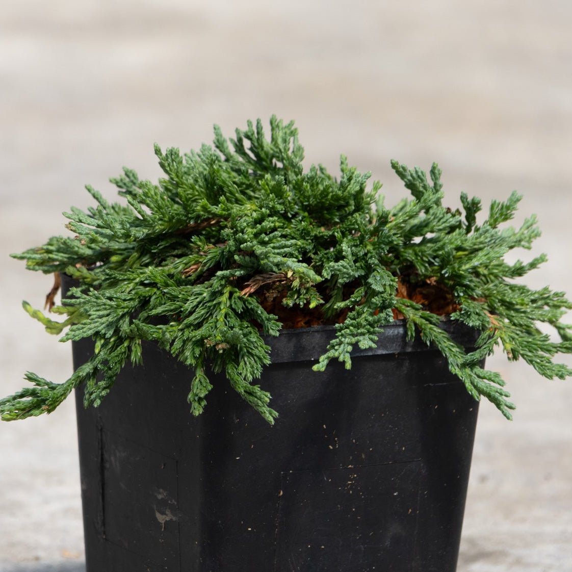 Pancake Creeping Juniper with dense blue-green scale-like foliage spreading low in a black nursery container.