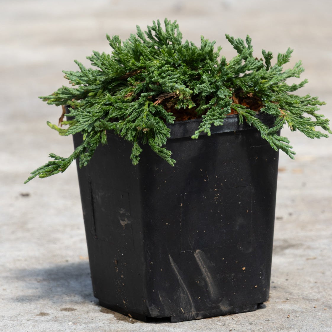 Pancake Creeping Juniper in a black nursery container showing low spreading blue-green foliage on a concrete surface.