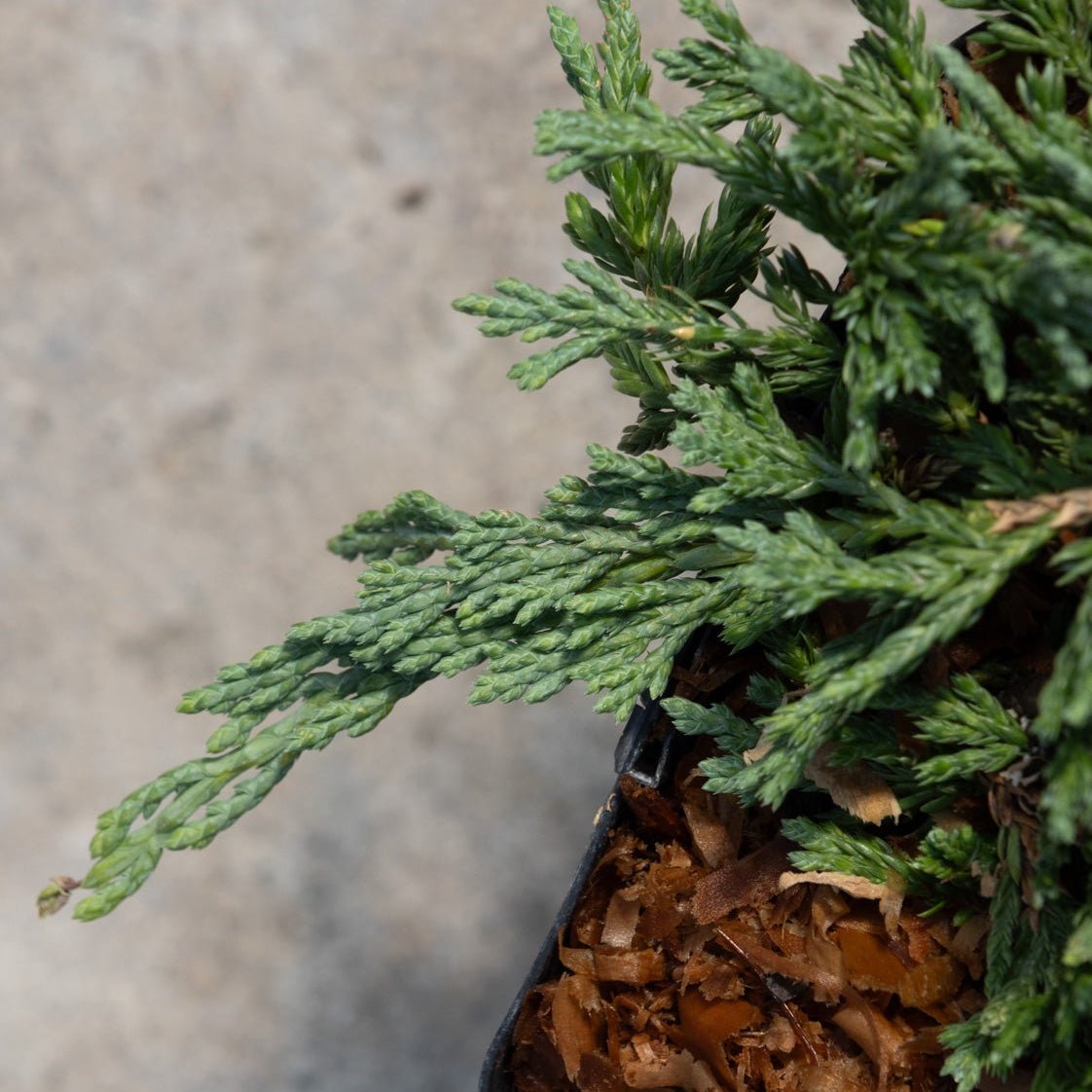 Pancake Creeping Juniper showing flat, scale-like blue-green foliage spreading from a nursery container.