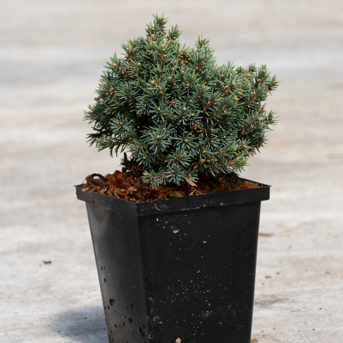 Echiniformis Hedgehog Spruce in a black nursery pot showing dense blue-green mounding foliage with new buds.