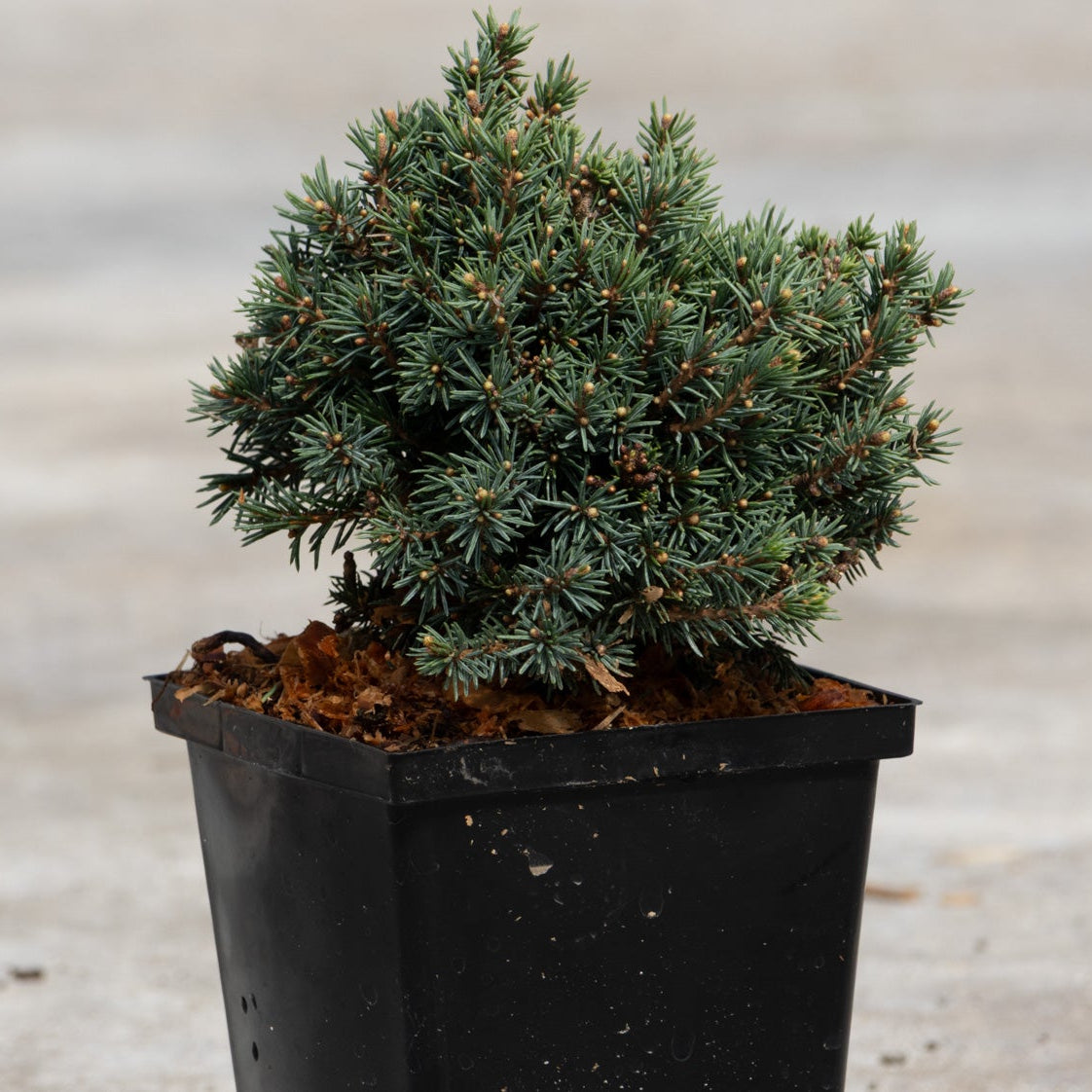 Echiniformis Hedgehog Spruce in a black nursery container showing its dense, blue-green mounding habit with short needles.