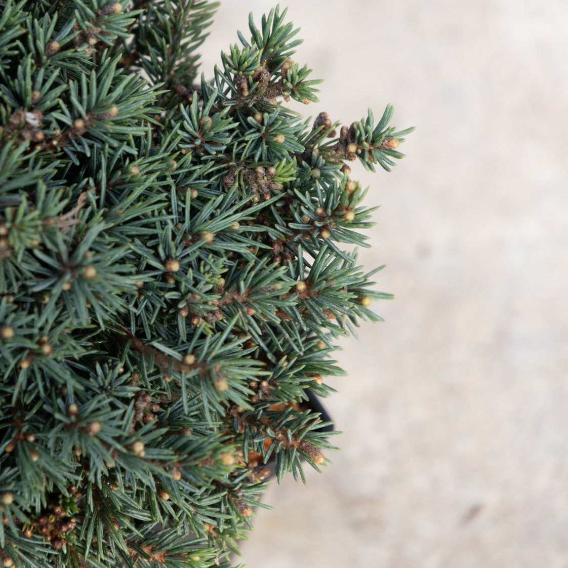 Echiniformis Hedgehog Spruce showing dense blue-green needles and compact mounding habit with emerging buds.
