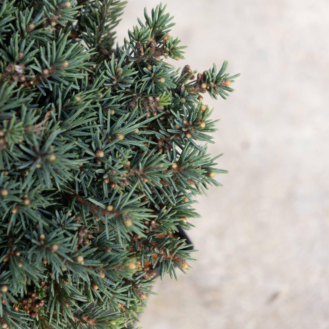 Echiniformis Hedgehog Spruce showing dense blue-green needles and compact mounding habit with emerging buds.