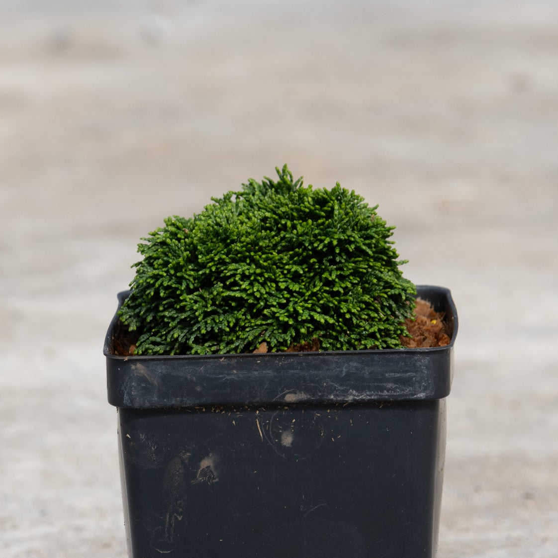 Green Cushion Hinoki False Cypress in a black nursery pot showing its dense, mounded dark green foliage habit.