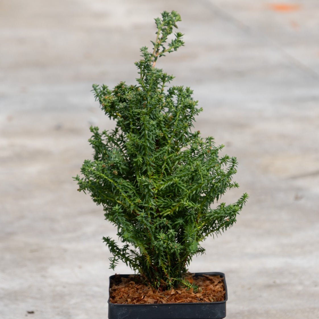 Red Star Atlantic White Cedar in a quart container showing dense, feathery blue-green foliage with a conical upright habit.