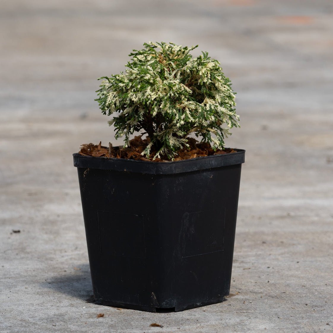Cream Tart Hinoki False Cypress in a black nursery pot showing compact mounded habit with green and creamy white variegated foliage.