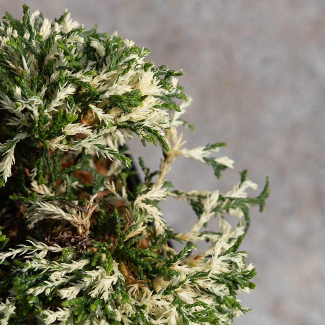 Cream Tart Hinoki False Cypress showing dense variegated foliage with cream-tipped and dark green scale-like leaves.